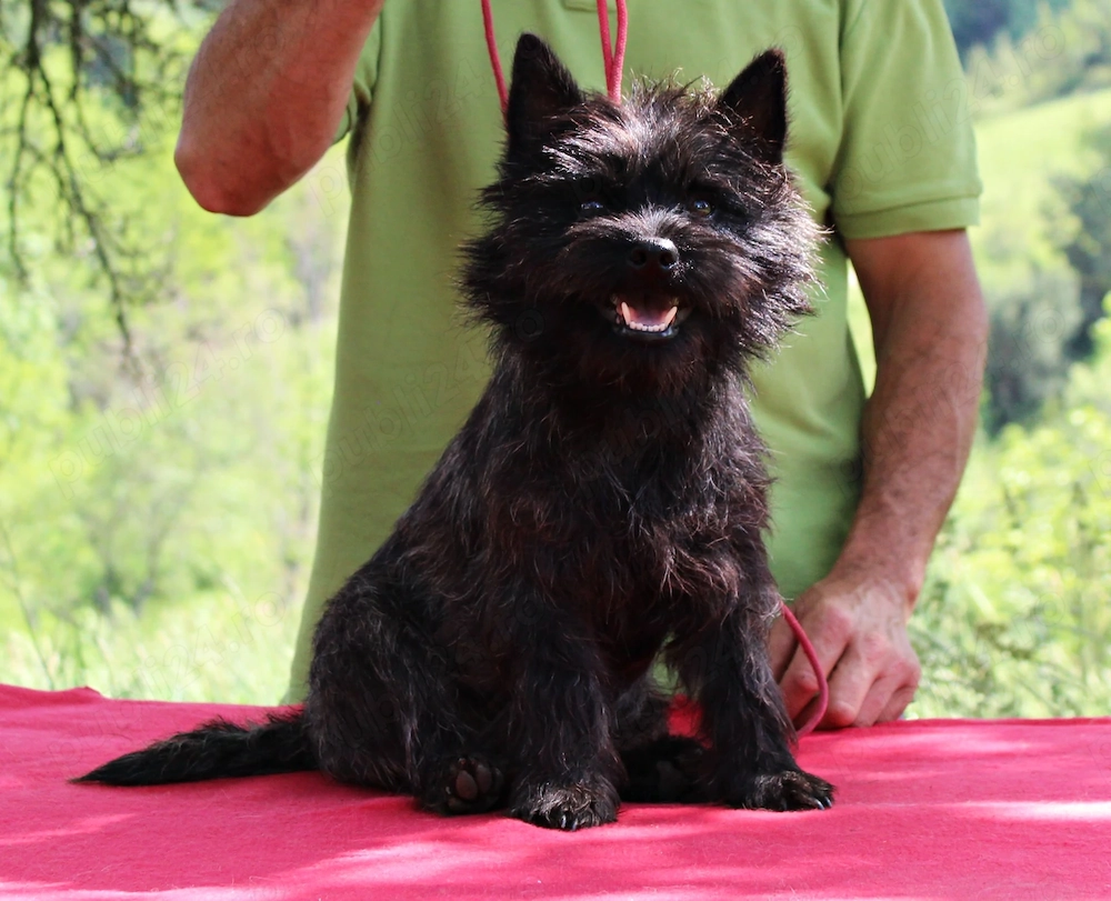 Cairn terrier disponibili