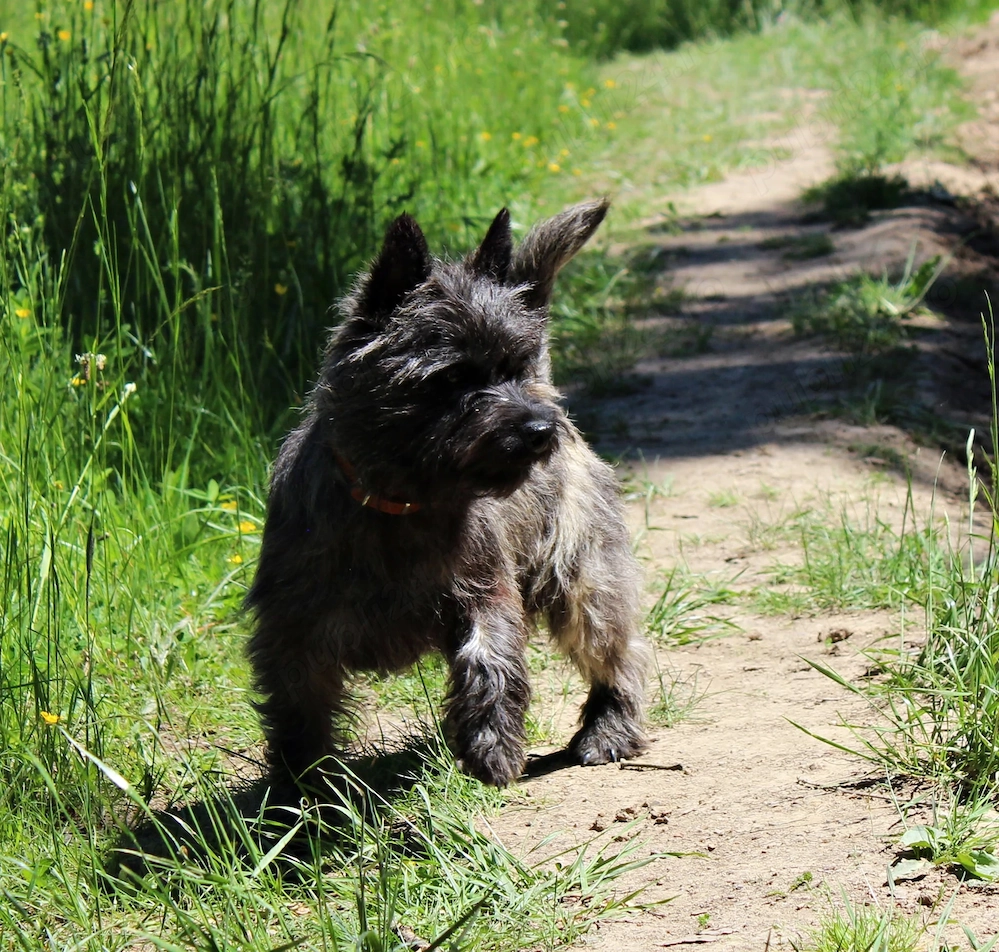 Cairn terrier disponibili