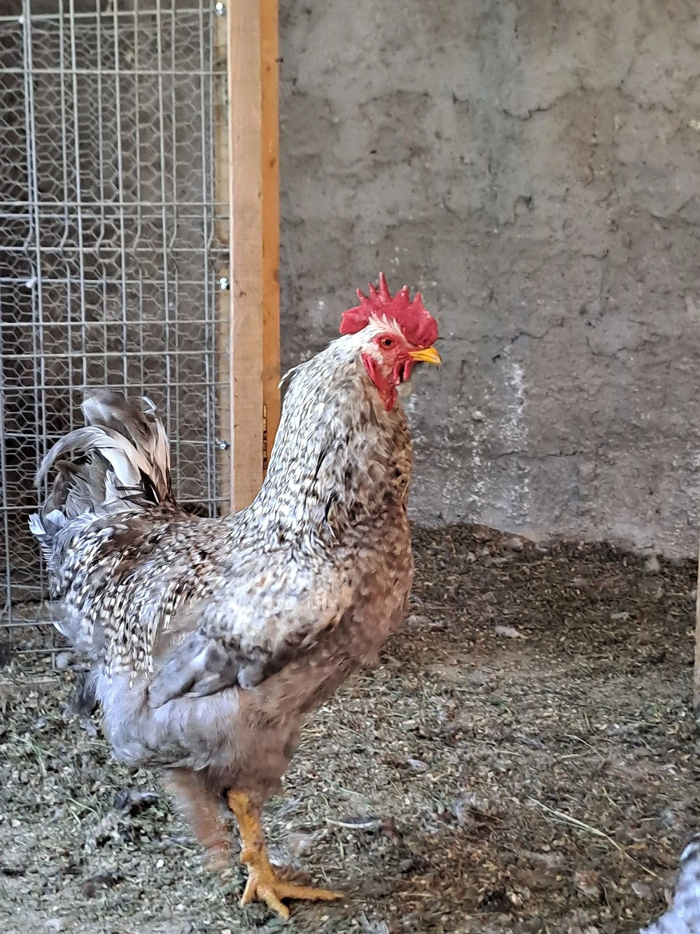 Vând cocoși tineri de țară