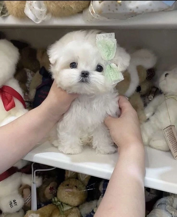 bichon maltez mini toy