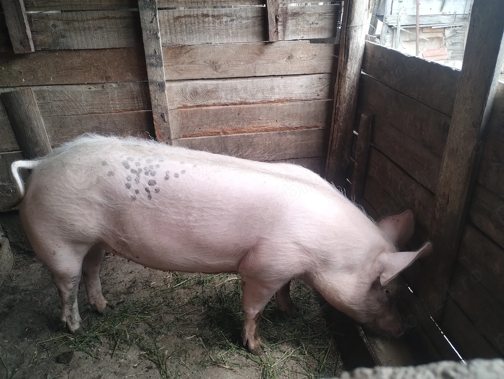 Porc de vânzare 