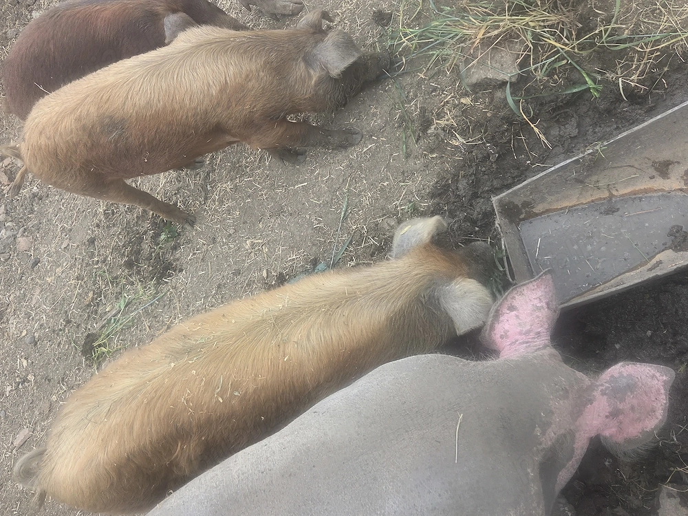 Grasuni duroc de 5 luni intre 50 si 60 kg