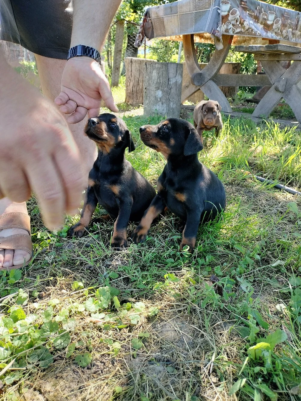 Vand 1 mascul maro si 2 femele negre Doberman