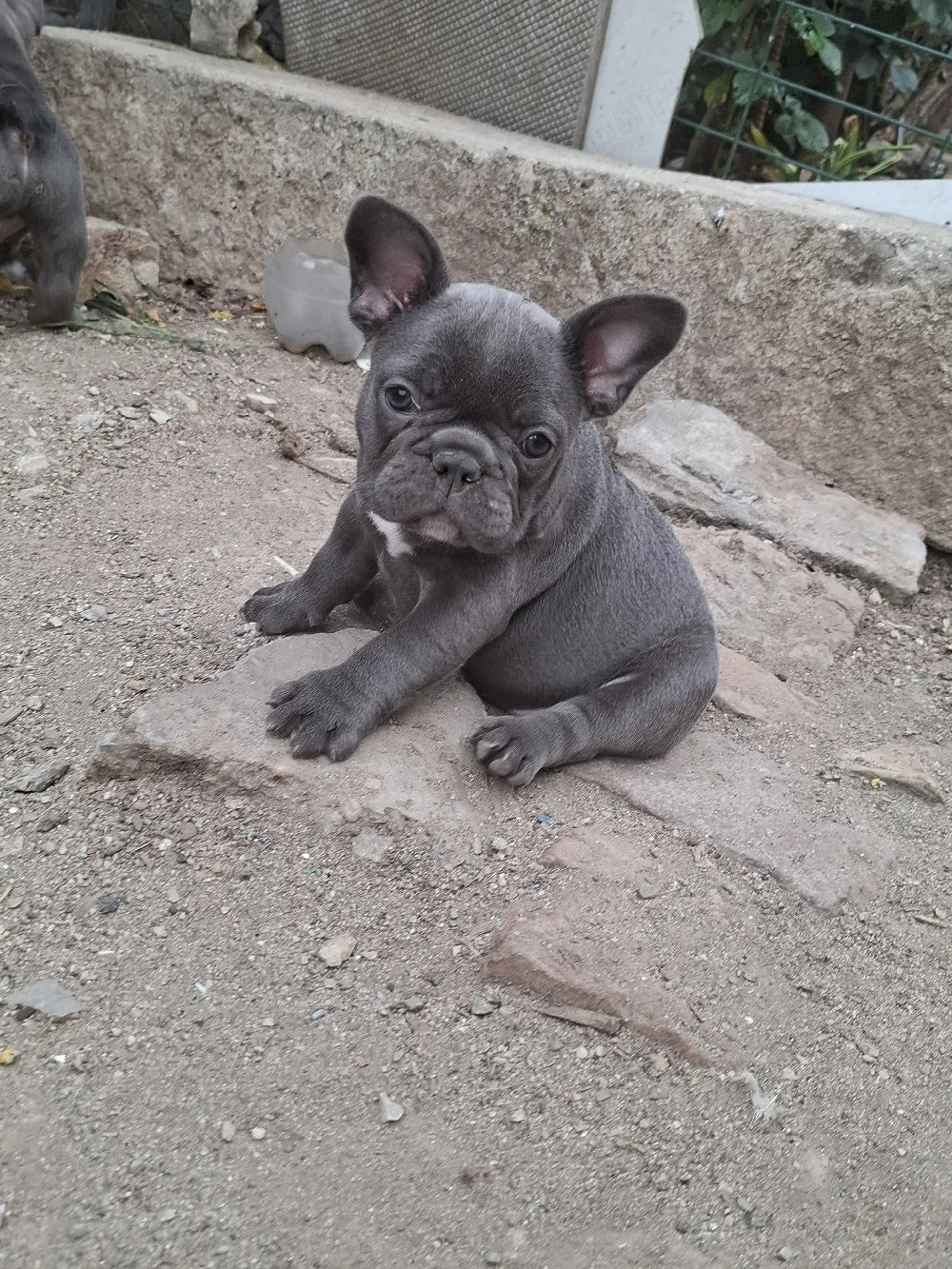 Bulldog francez 