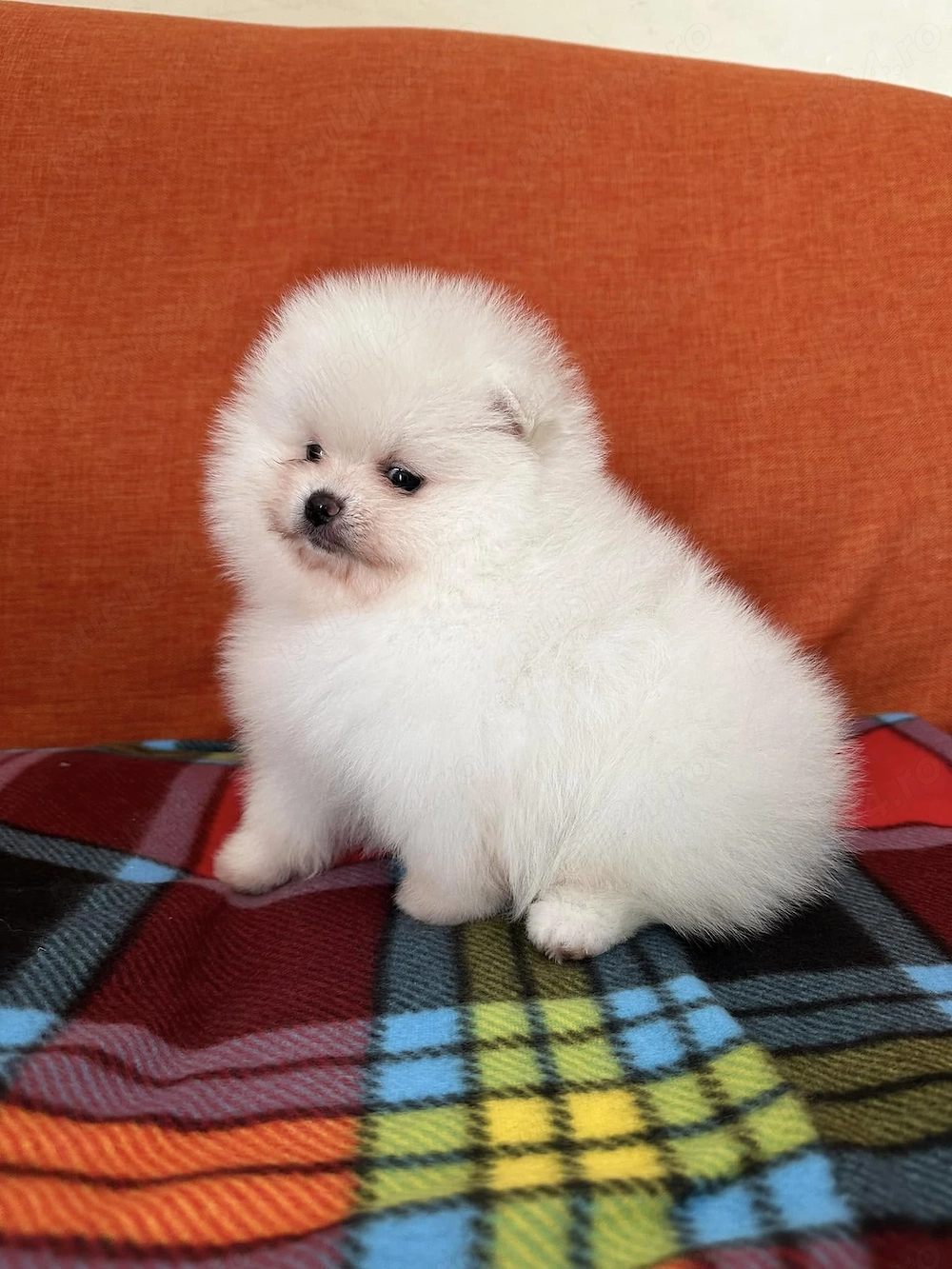 pui pomeranian super mini