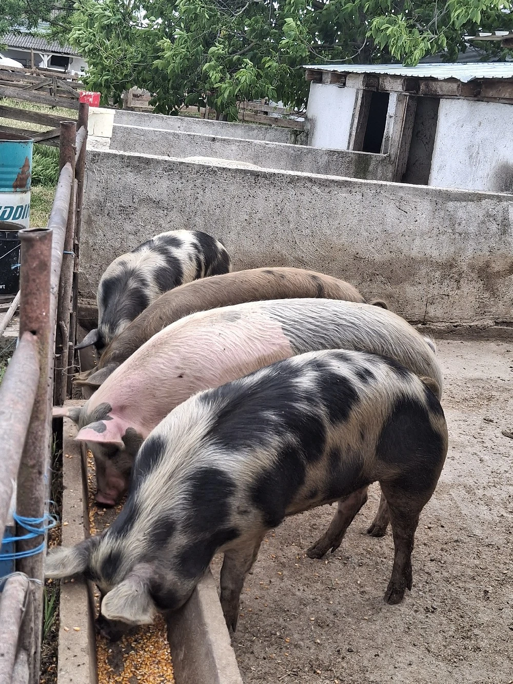 Porci de vanzare 