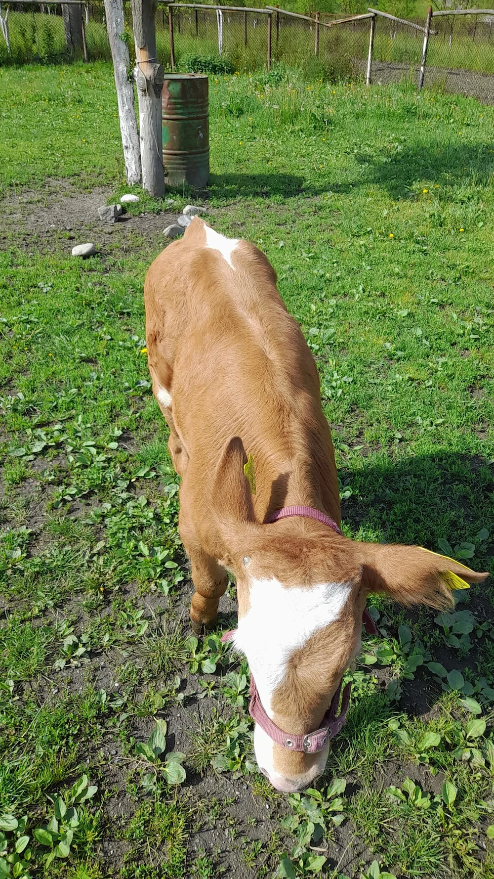 Vând sau schimb vitica de 3.5 luni cu por de taiat