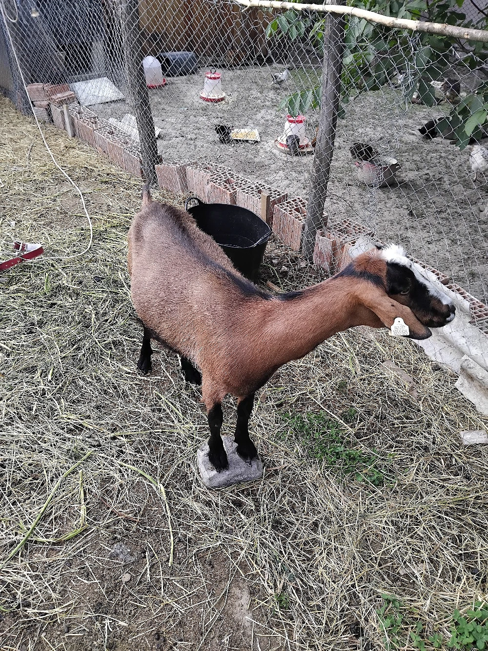 vand capra alpina franceza