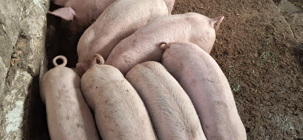 Purcei mixti sau de carne - ultimele bucati- aprox. 30 kg