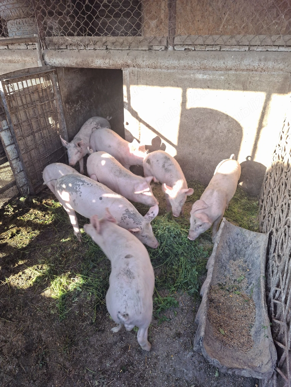 Purcei rasa Marele Alb, 13 Săptămâni 