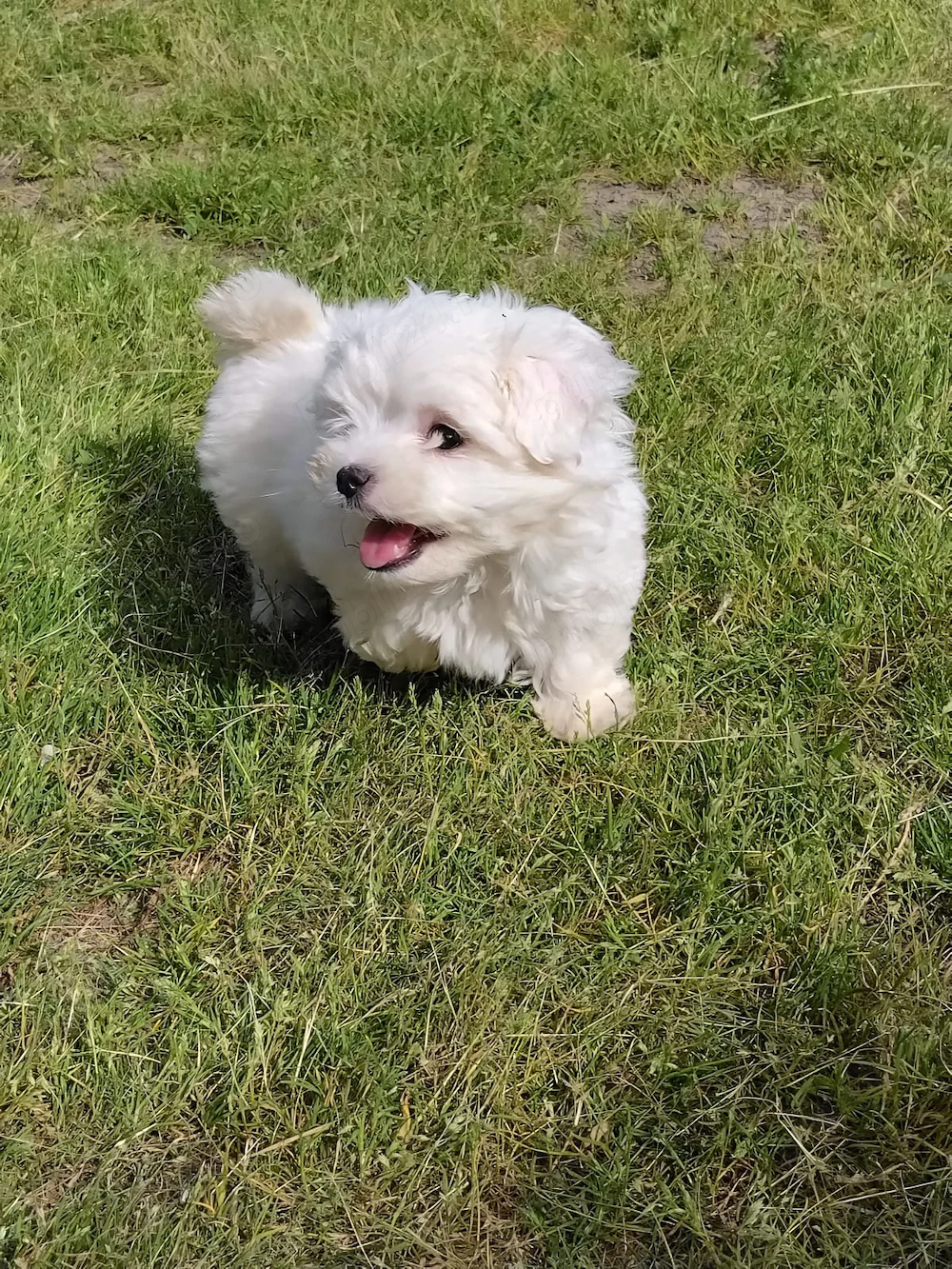 Vând bichon bishon