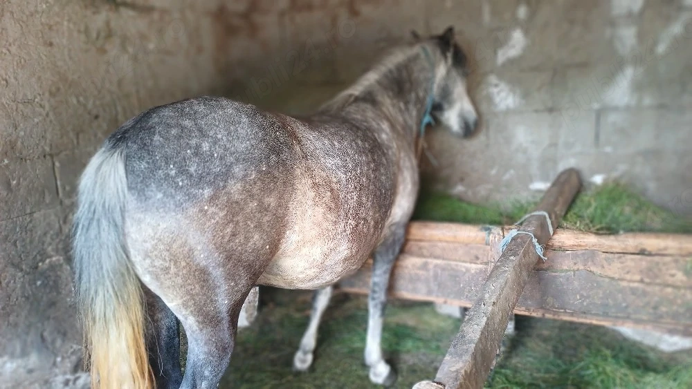 iapa sura de 4 ani