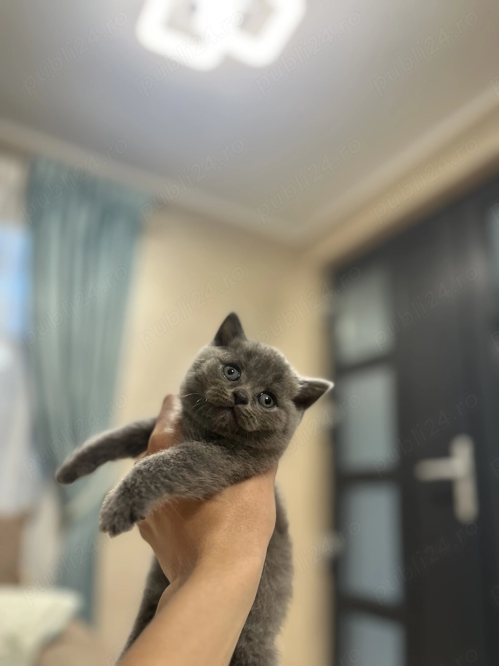 Vând puiuți British Shorthair și Scottish fold 