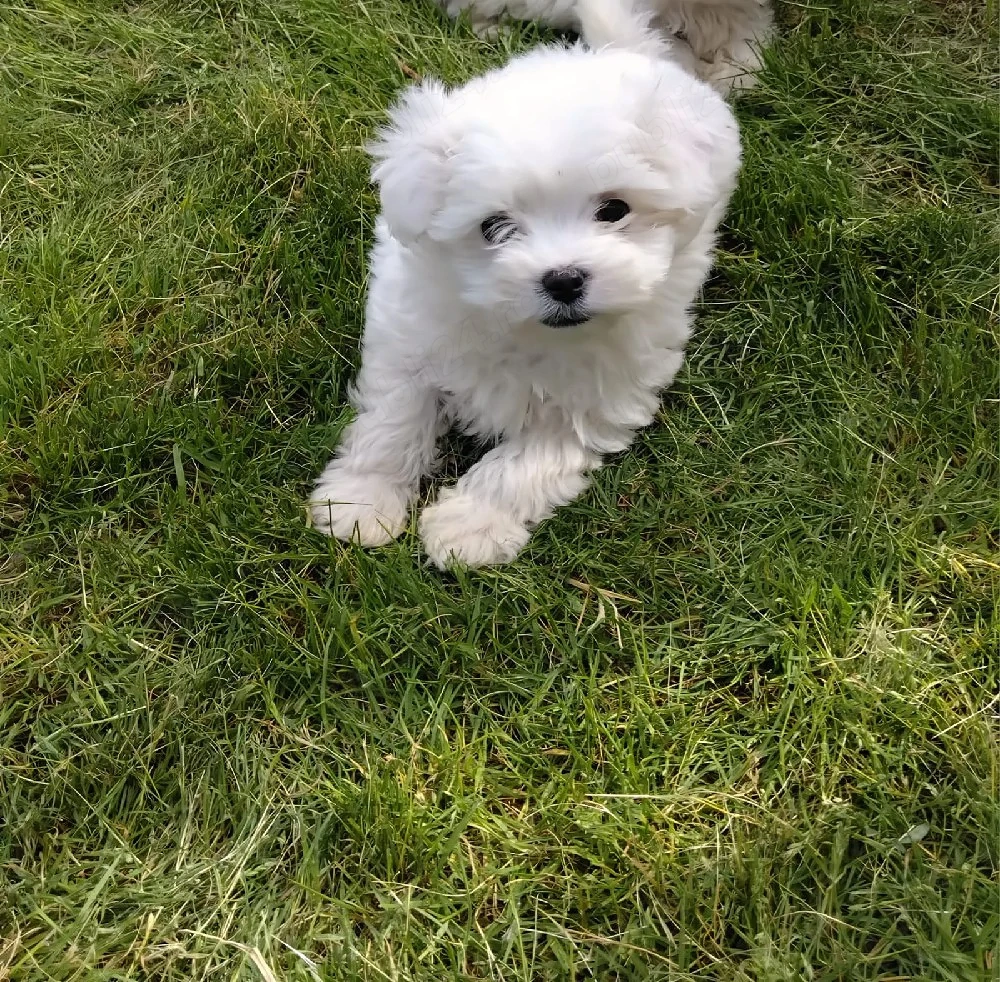 vând cățel bichon