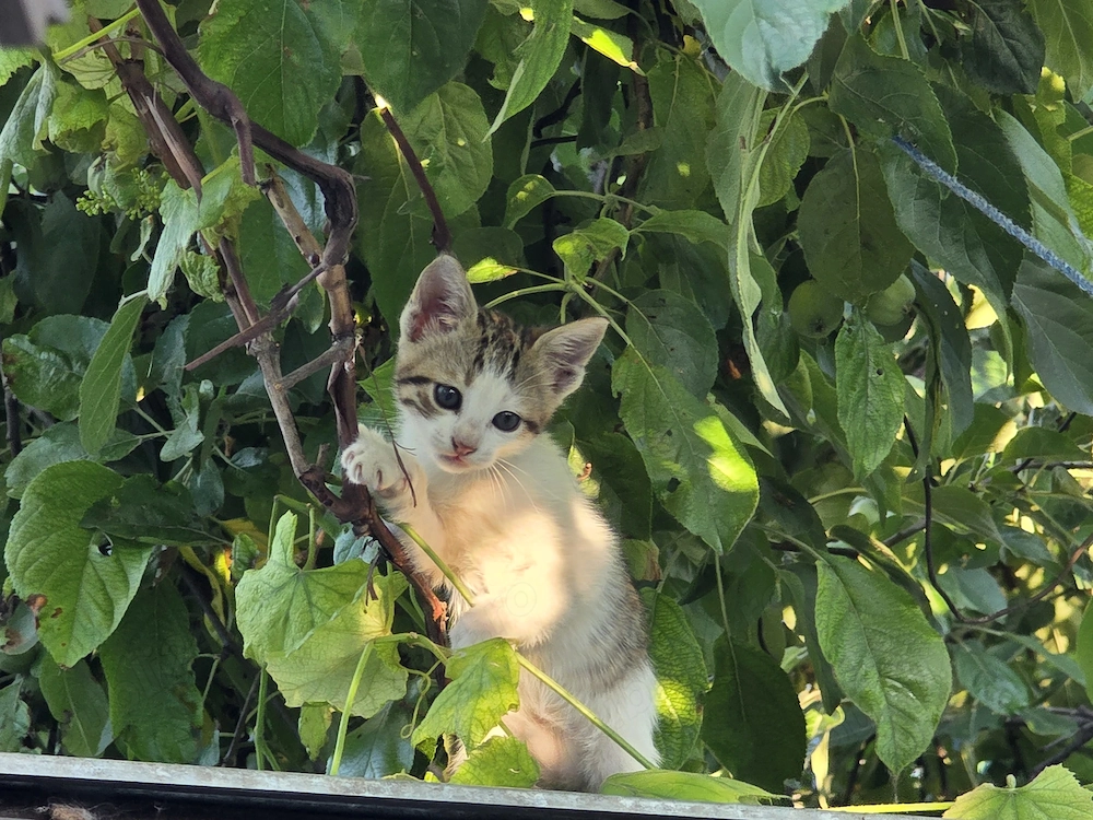 Pisoi pentru adoptie