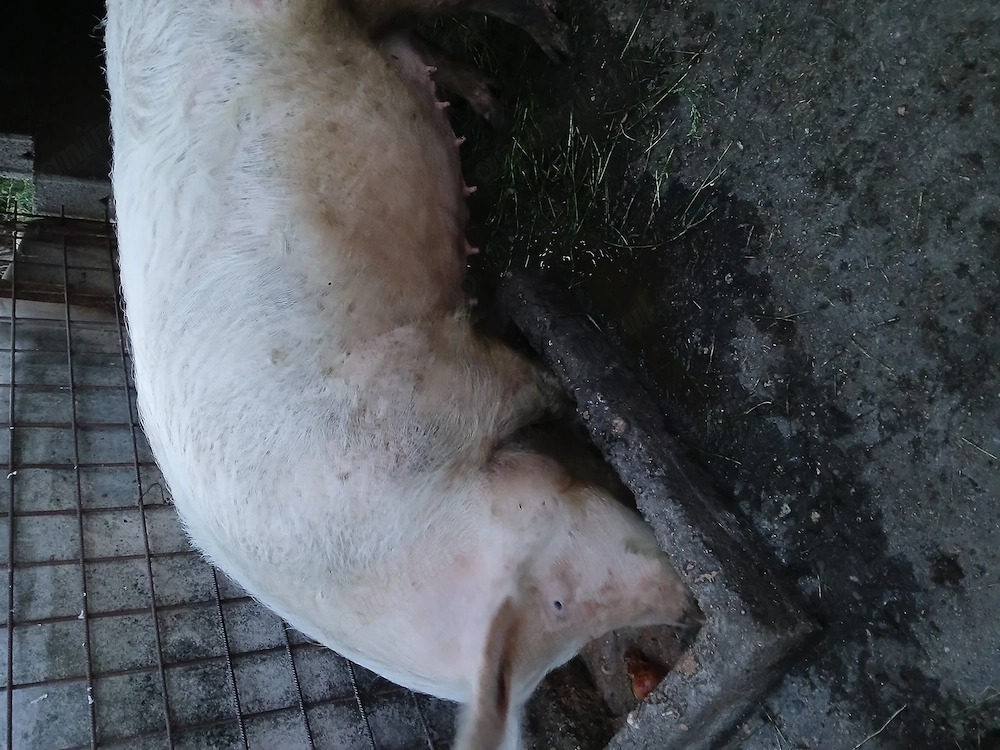 Purcea de vânzare Severin detalii la nr  