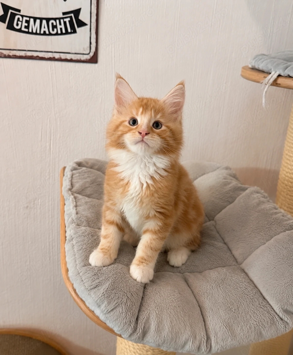 Maine coon fetita si baietel