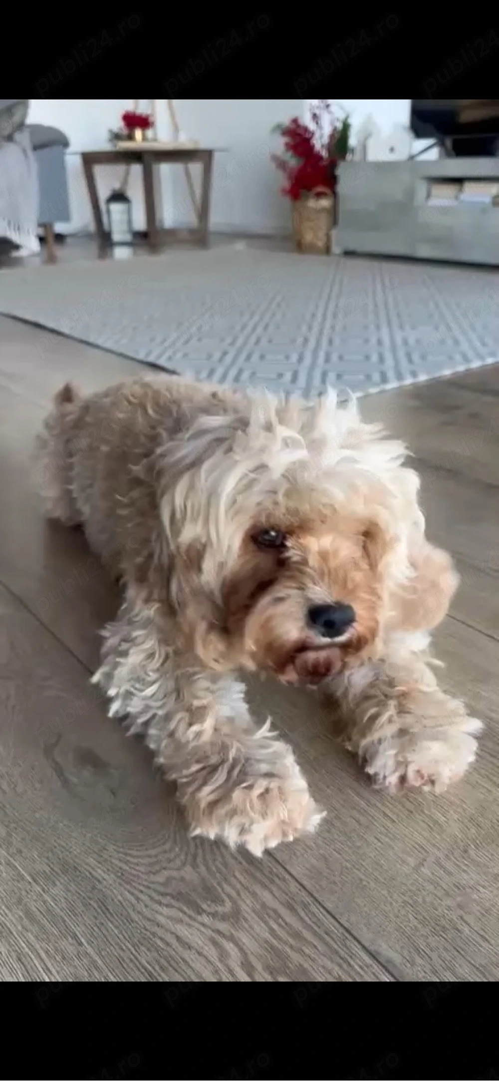 Pudel Cavapoo 
