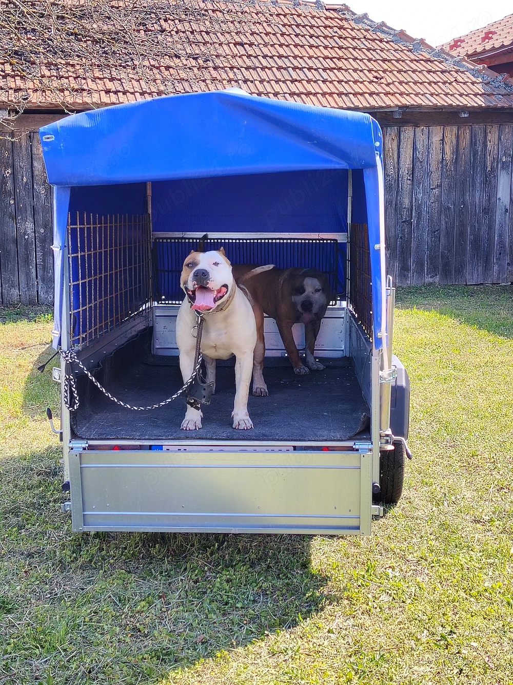 Dozez câine Amstaff