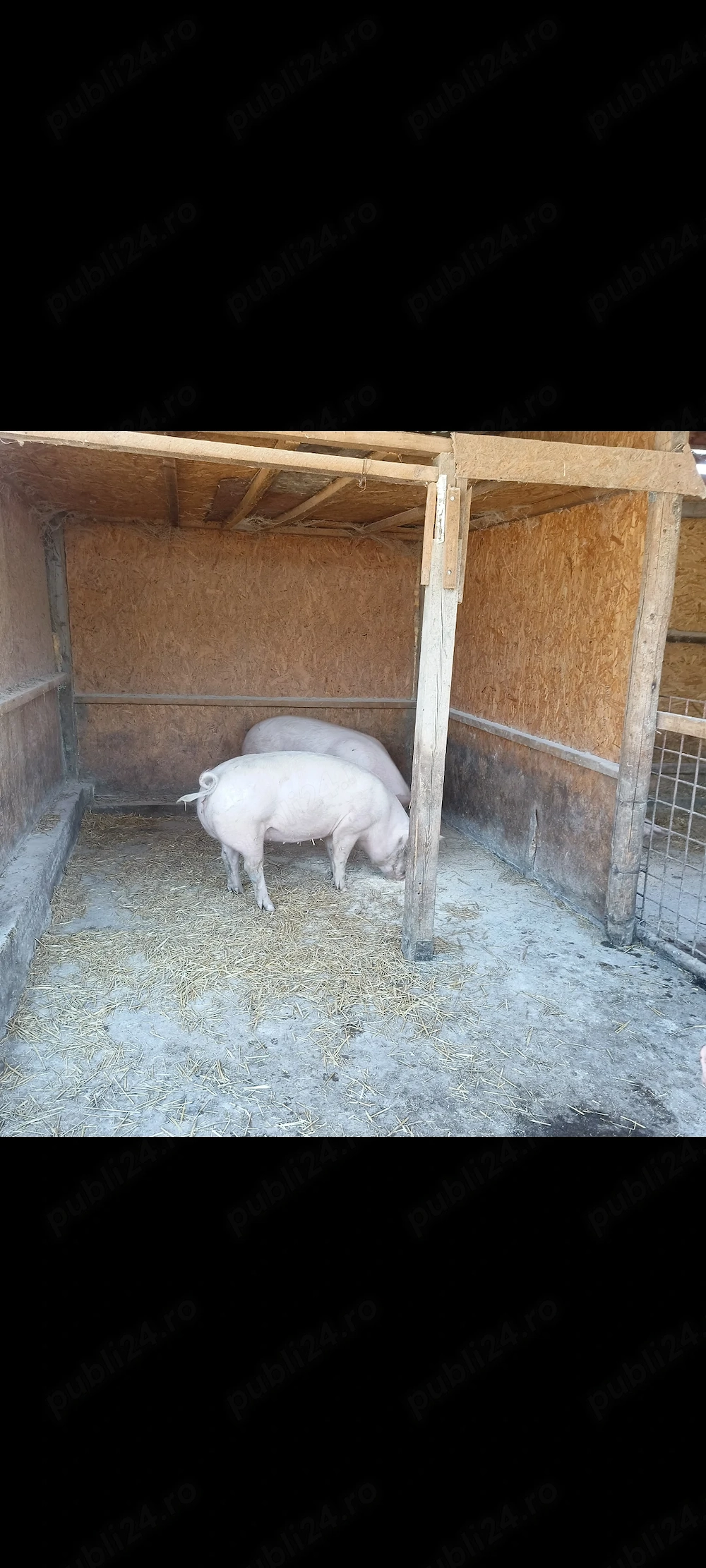 Vând porci ,crescuți cât se poate de natural,cu greutate 110-130 kg