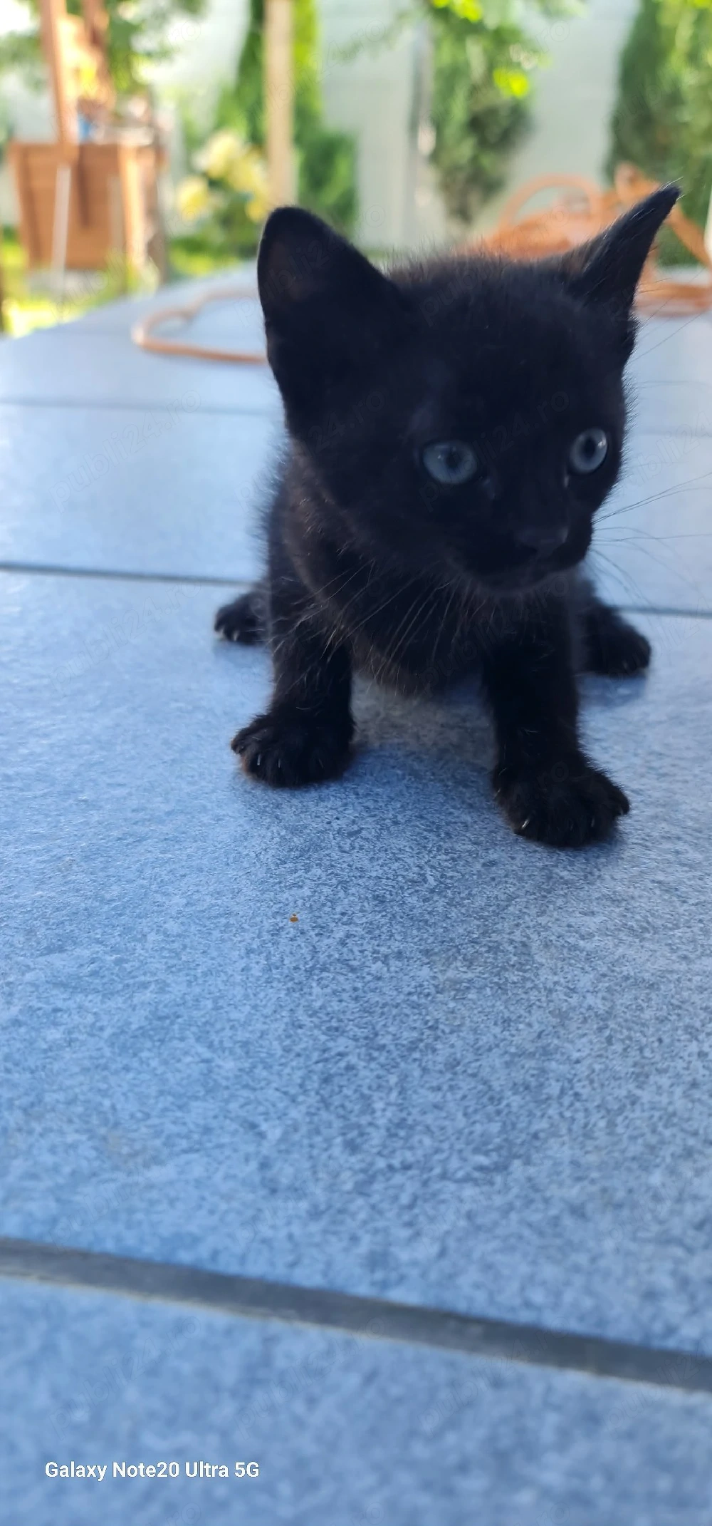 Puiuti pisica spre adoptie