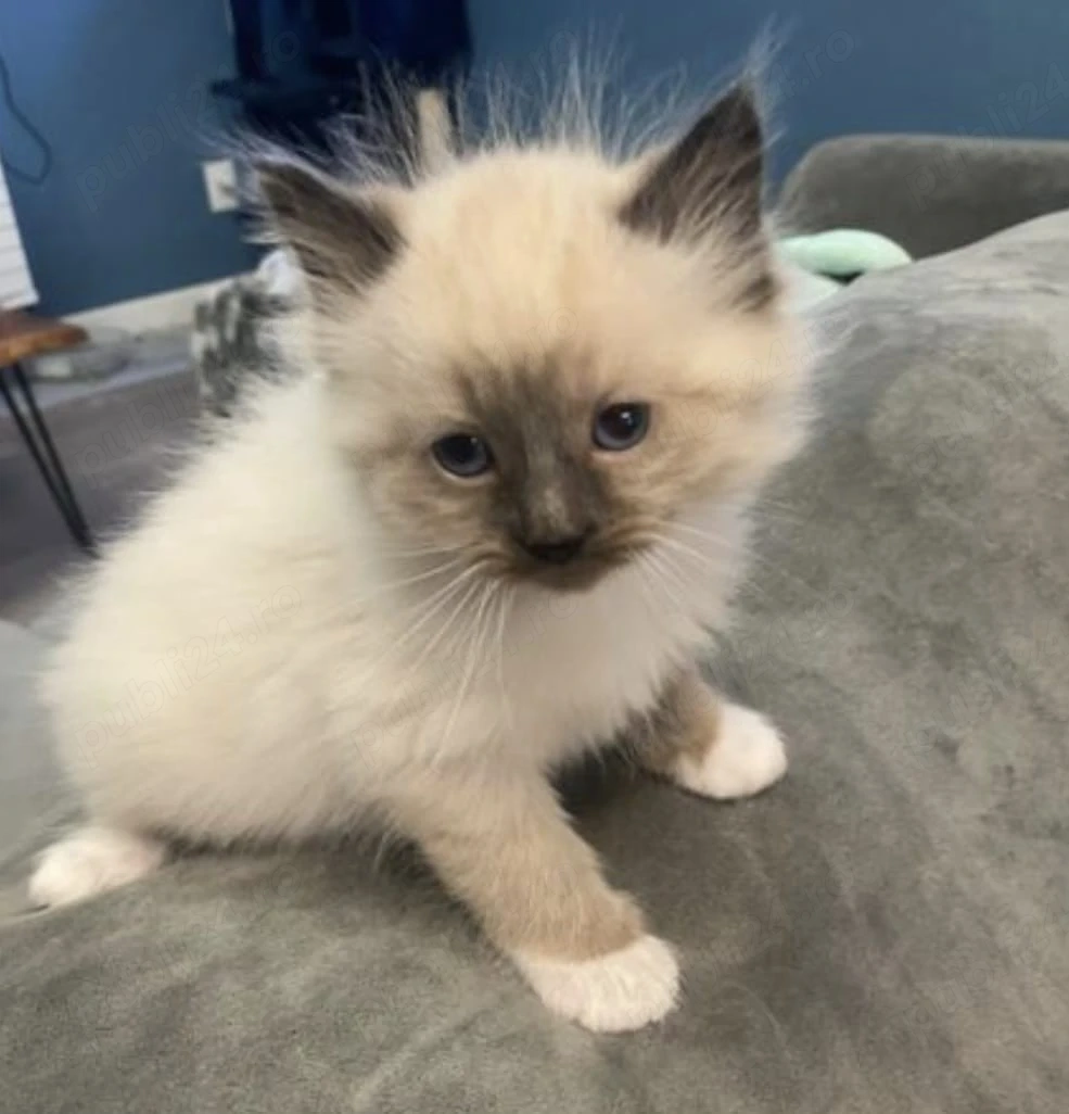 Ragdoll fetițe si băieței 