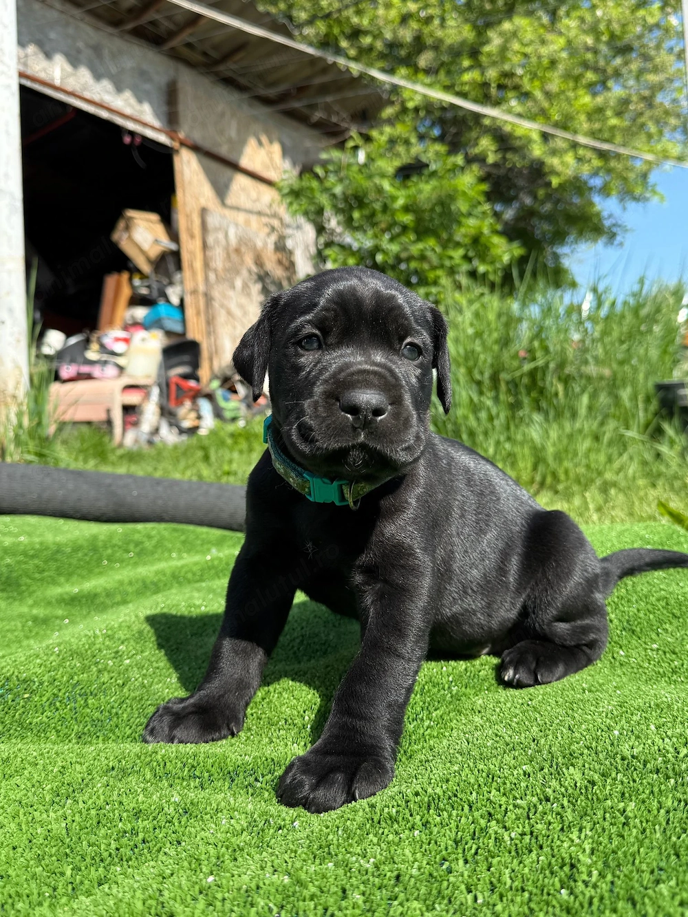 Pui Cane Corso biat si fata