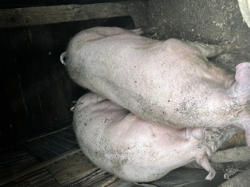 Porci de vânzare 17lei kg