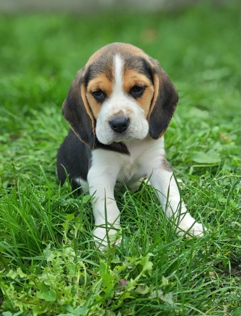 Vând căței Beagle   fetiță și băiețel, 2 luni   