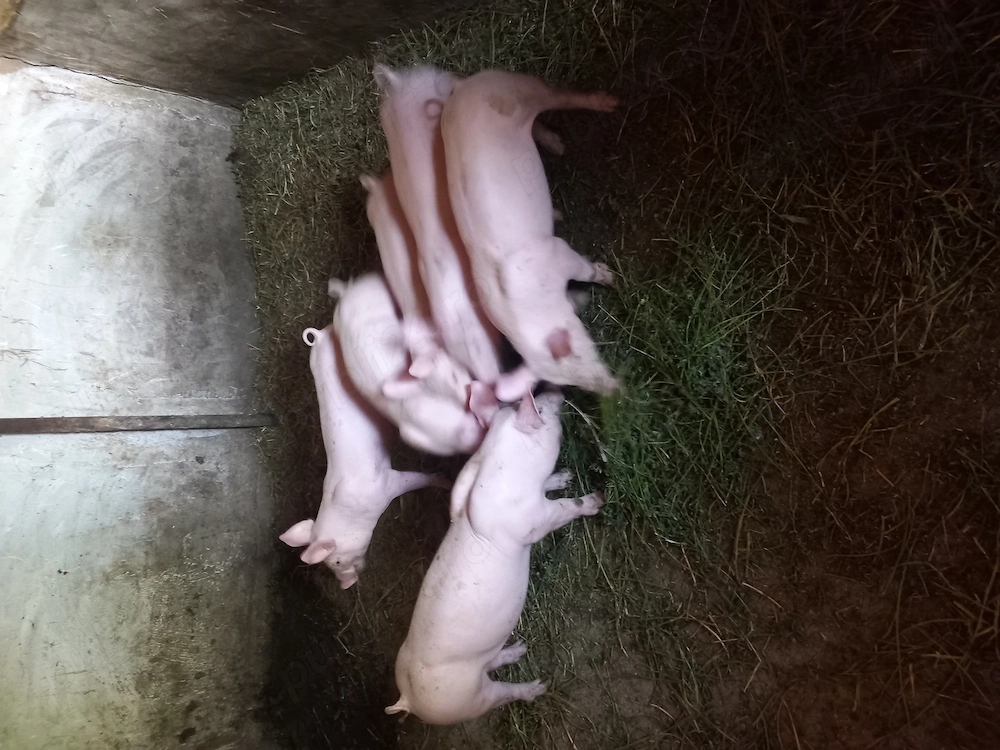 Vând purcei din rasa  pietrain 
