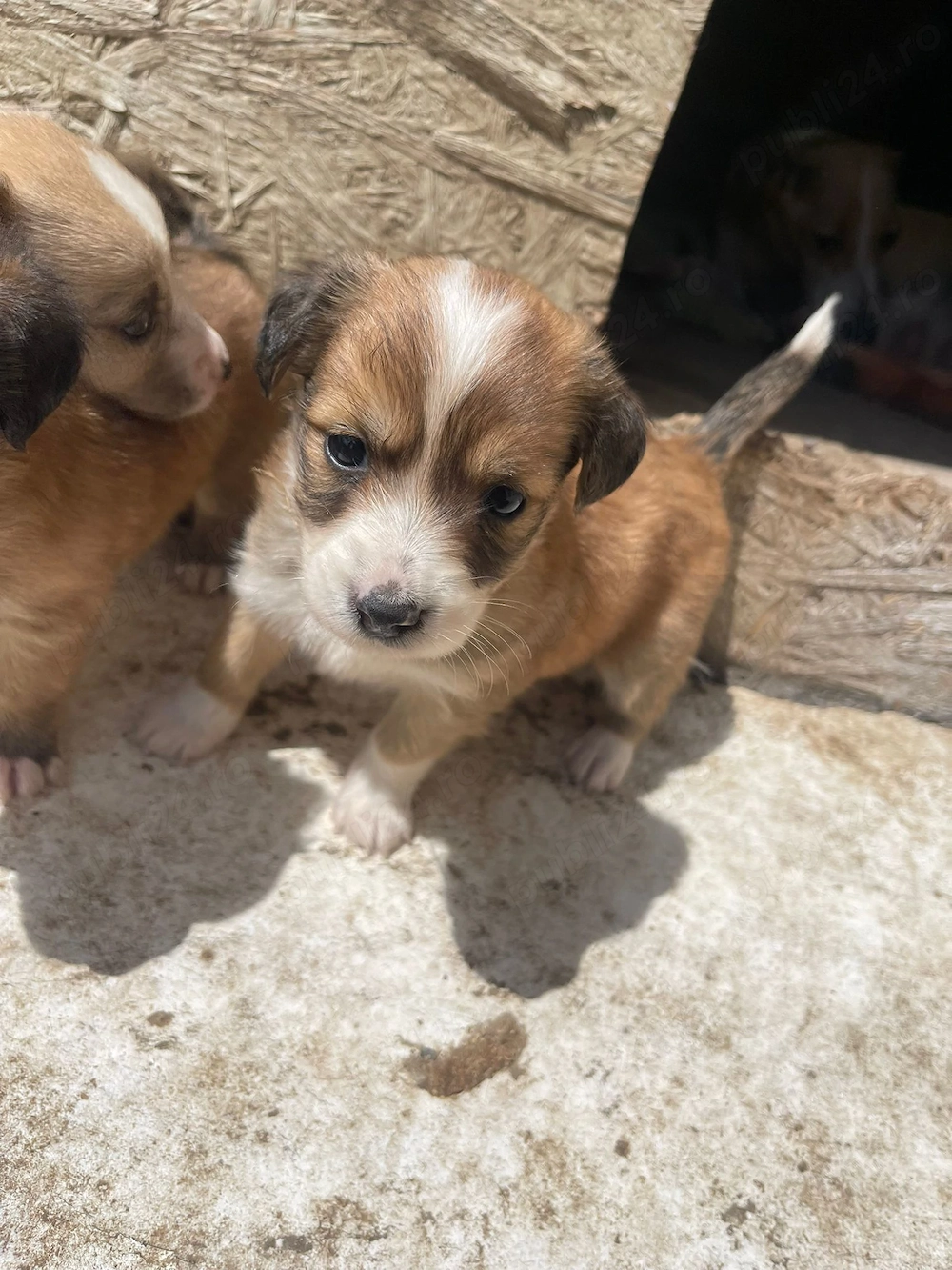 Cățeluși din mamă jack Russell și tată peckinez 