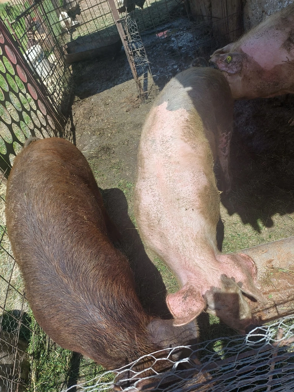 Porc de vinzare  crescut la curte