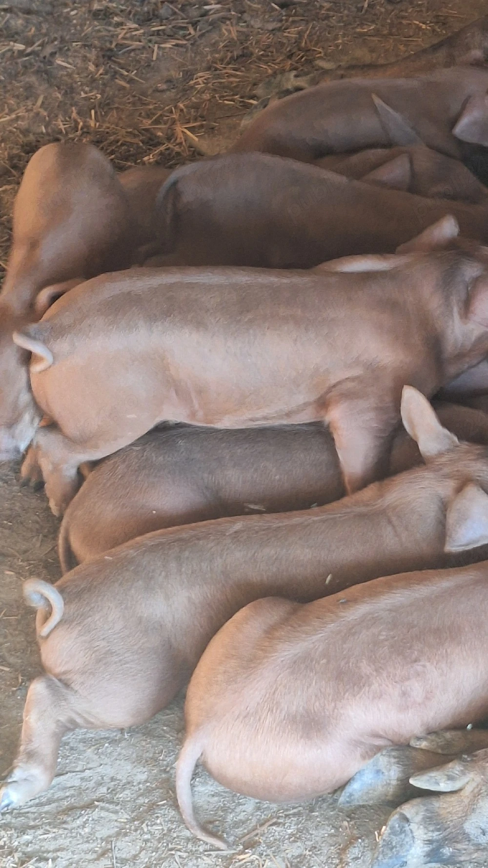purcei duroc rasă pura