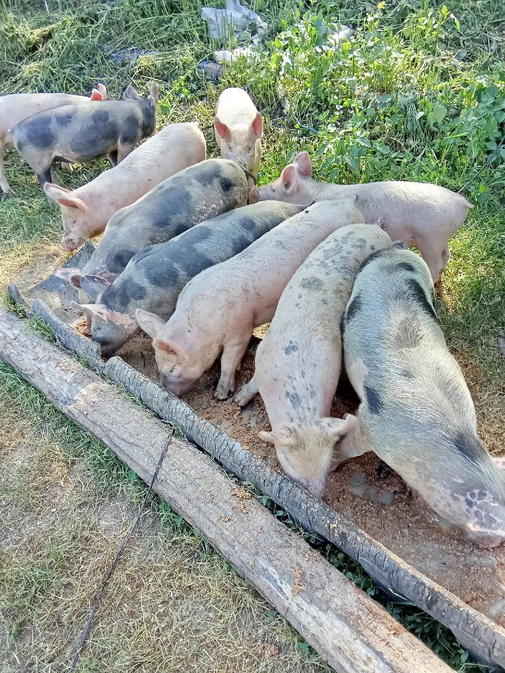 vând șoldani Cu 500 bucata 