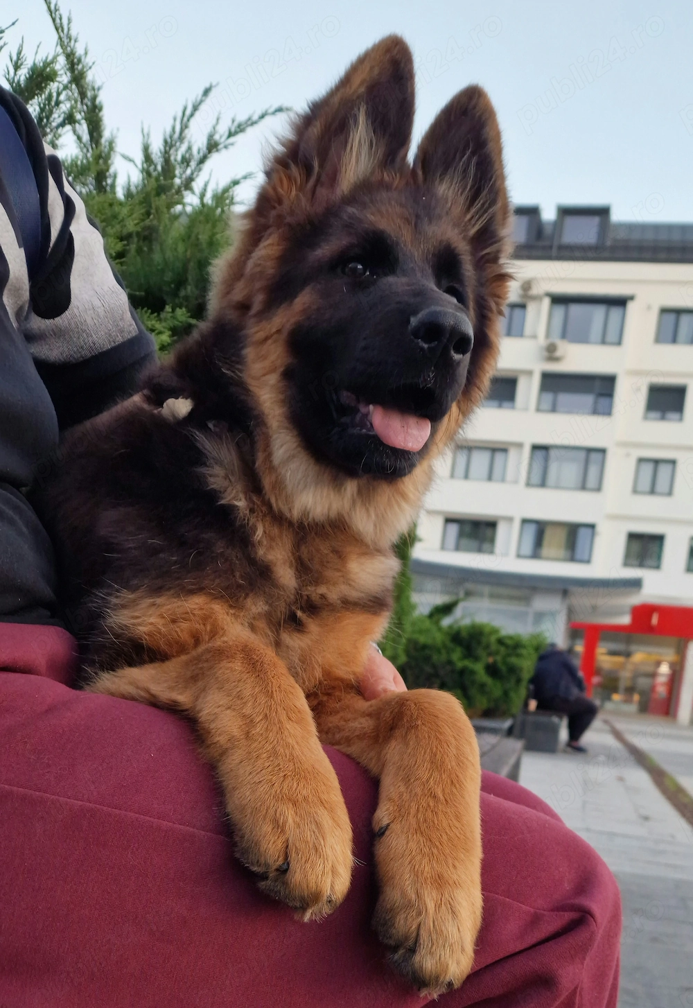 Femela Ciobanesc german 