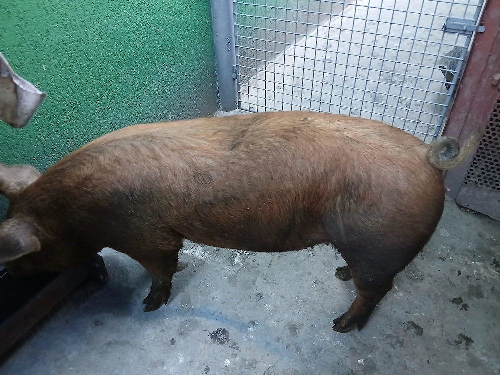 Vând porc duroc, în jur de 100 de kg.Preț 15 lei  kg
