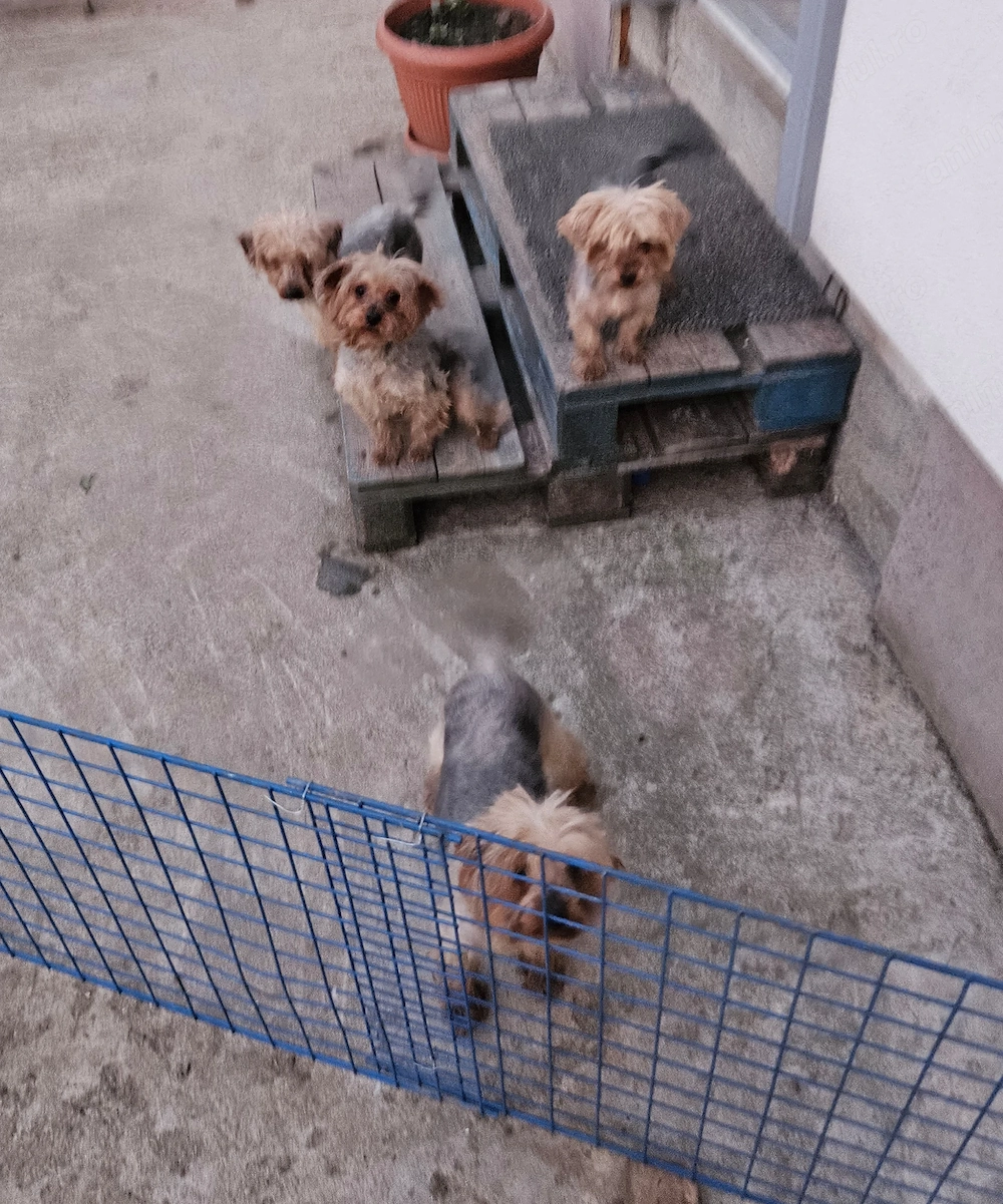 Vand caini de rasa Yorkshire Terrier 