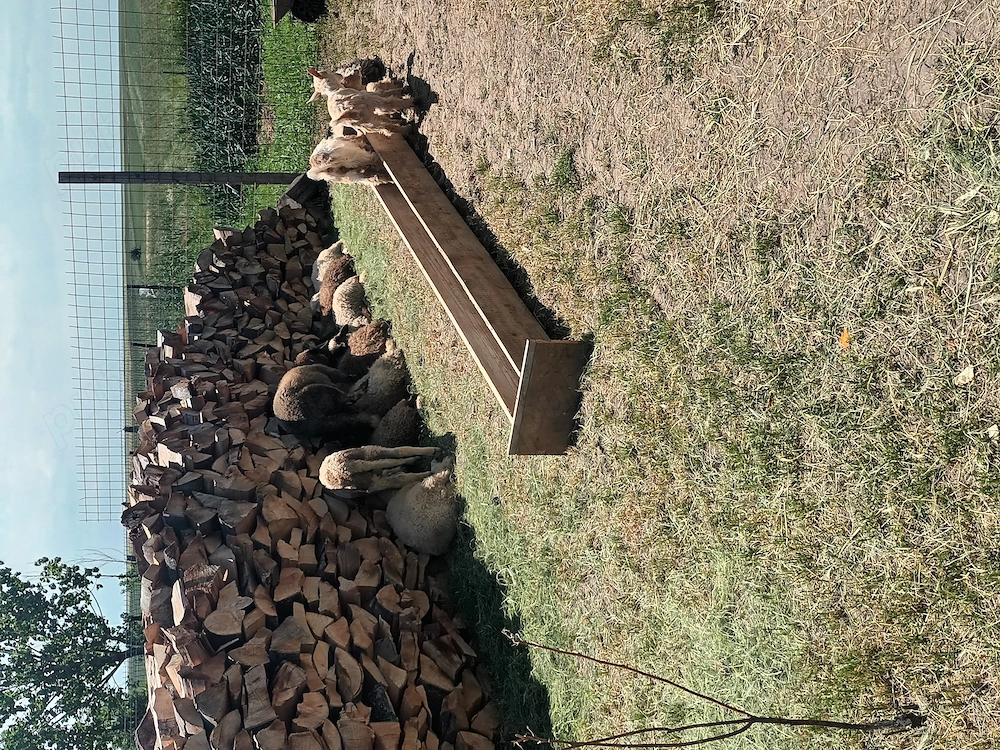 Vând 9 mirele 2 berbecuț carabase bulgărești și 2 iedute și 1ied.Tel  .