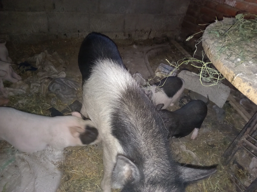 Scrofița vietnamez cu 3 purcei 