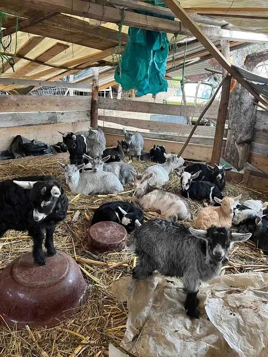 Iezi si iedite de vanzare