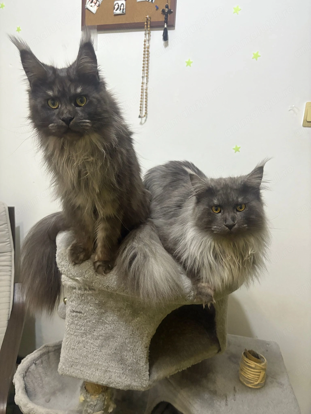 2 Maine Coon, fata și baiat, pret per amandoi, inca nu au avut pui