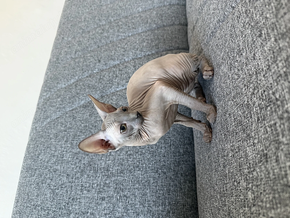 pisica sphynx (femela)