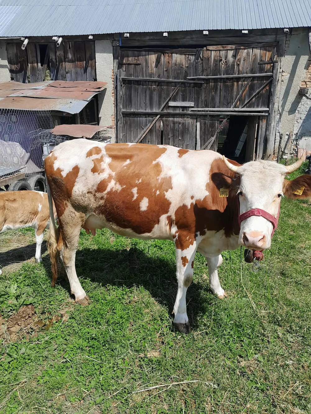 Vând vaca  la prima fătare cu tot cu vitica 