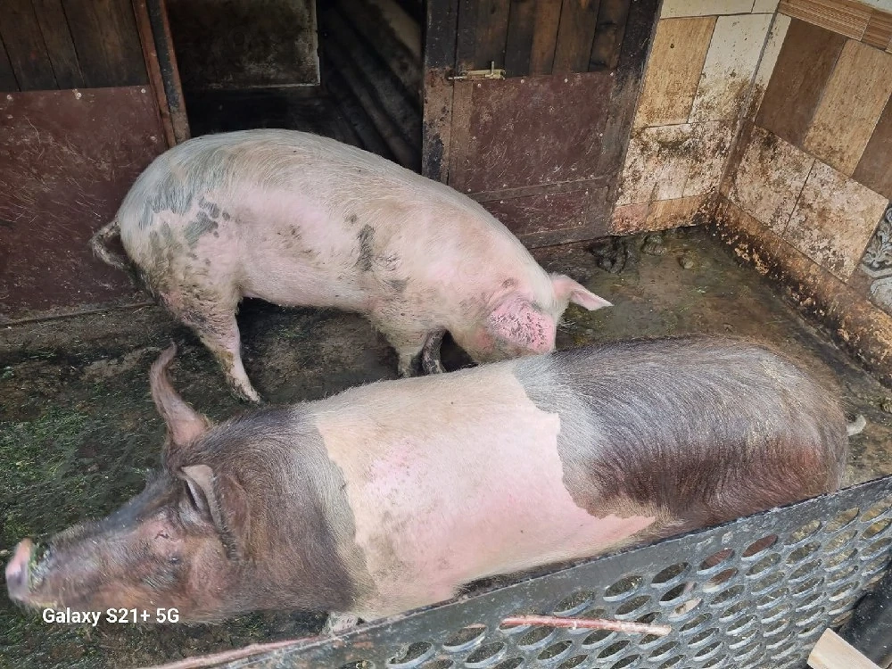 vand un porc 