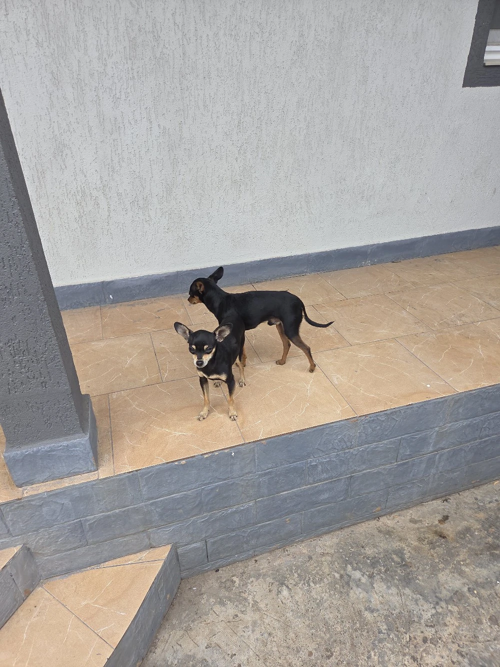 pinscher pitic de vanzare