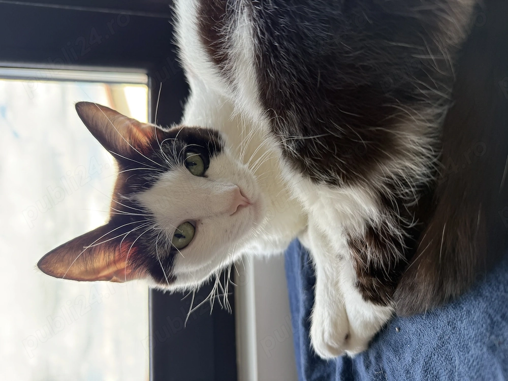 Adoptie - 2 pisici femele, se dau doar impreuna