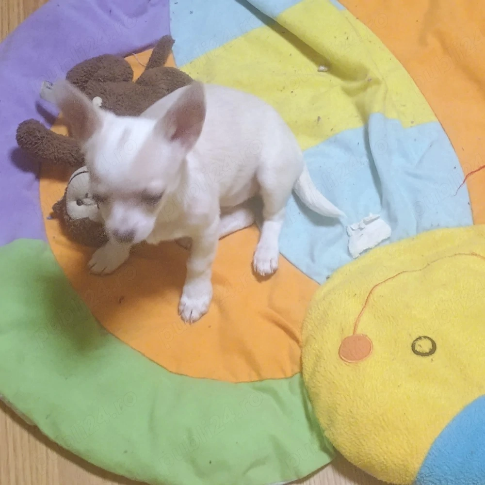 Fetita 5 Luni Chihuahua Mini Toy