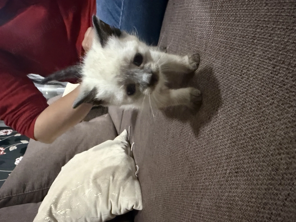  Puiuț Siamese Colorpoint   Băiețel adorabil își caută familie iubitoare 