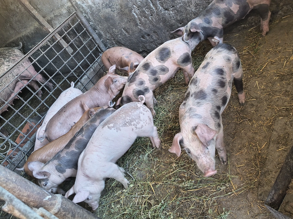 Vând porci de carne