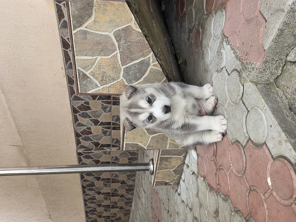 Pui Husky Siberian 